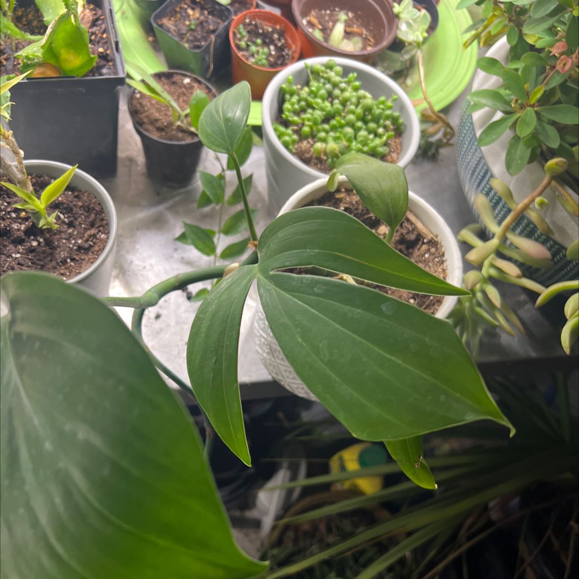 Philodendron Pedatum plant among other potted plants, healthy green leaves, visible soil.