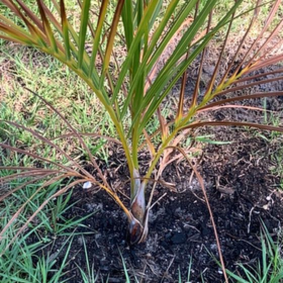 Photo of the plant species Palmiste Marron by @BullishRambutan named Khaleesi on Greg, the plant care app