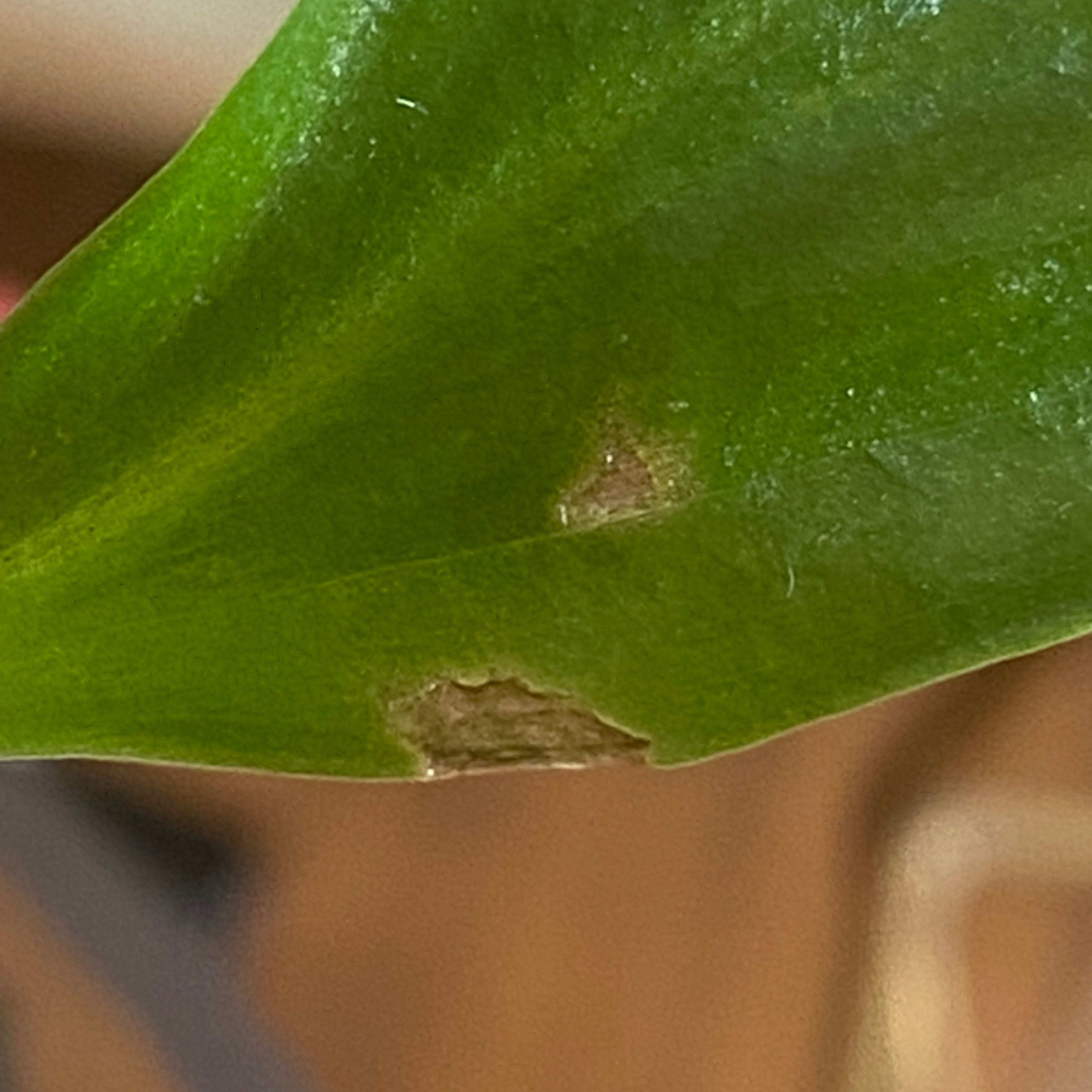 Close-up of a Box Holly leaf with visible browning and damage.