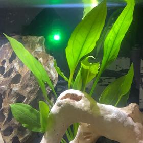 Photo of the plant species Amazon Sword by @Kit_skyman named Mochi on Greg, the plant care app
