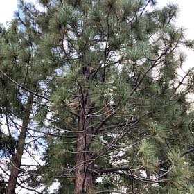 Photo of the plant species Silver Pine by @RelevantNeslia named Willow on Greg, the plant care app