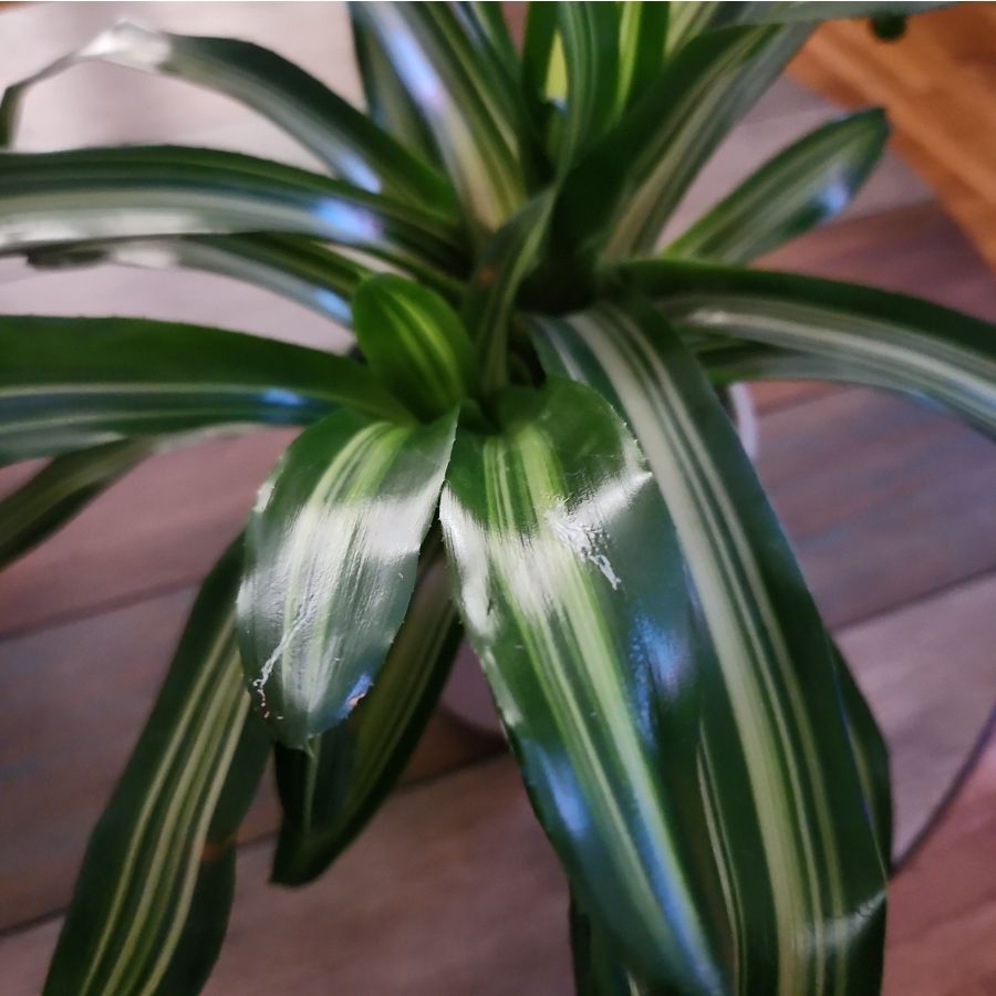 Photo of the plant species Neoregelia 'Magali' by @LogicalWhitefir named Marley on Greg, the plant care app