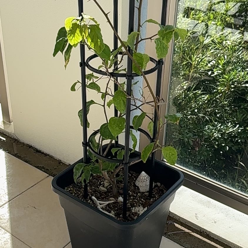 Photo of the plant species Bougainvillea x buttiana by @CaringEggplant named Khaleesi on Greg, the plant care app