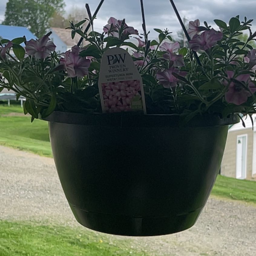 Photo of the plant species perunias by @ZippyGreydragon named Anne on Greg, the plant care app