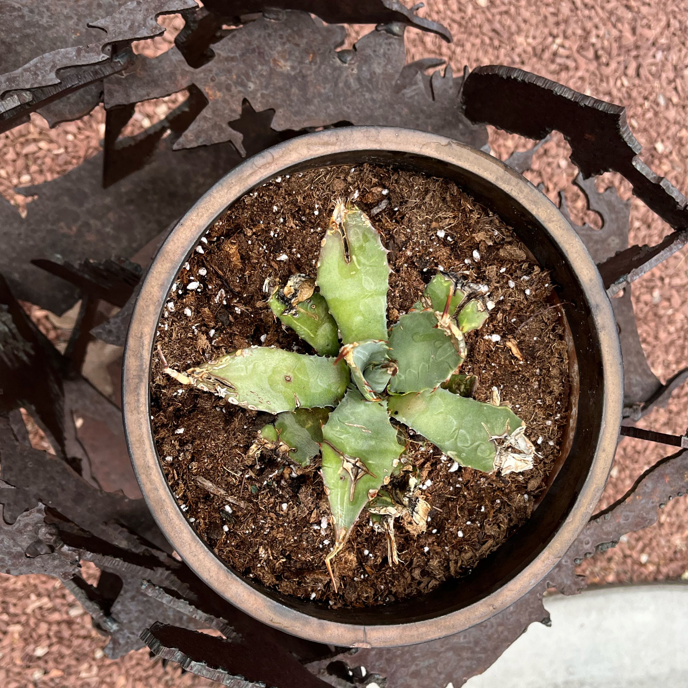 Potted Agave plant with browning leaves and visible soil.
