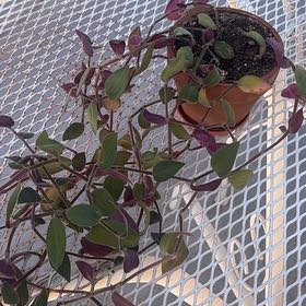 Photo of the plant species Mexican wandering Jew by @MsSucculent named Diana on Greg, the plant care app