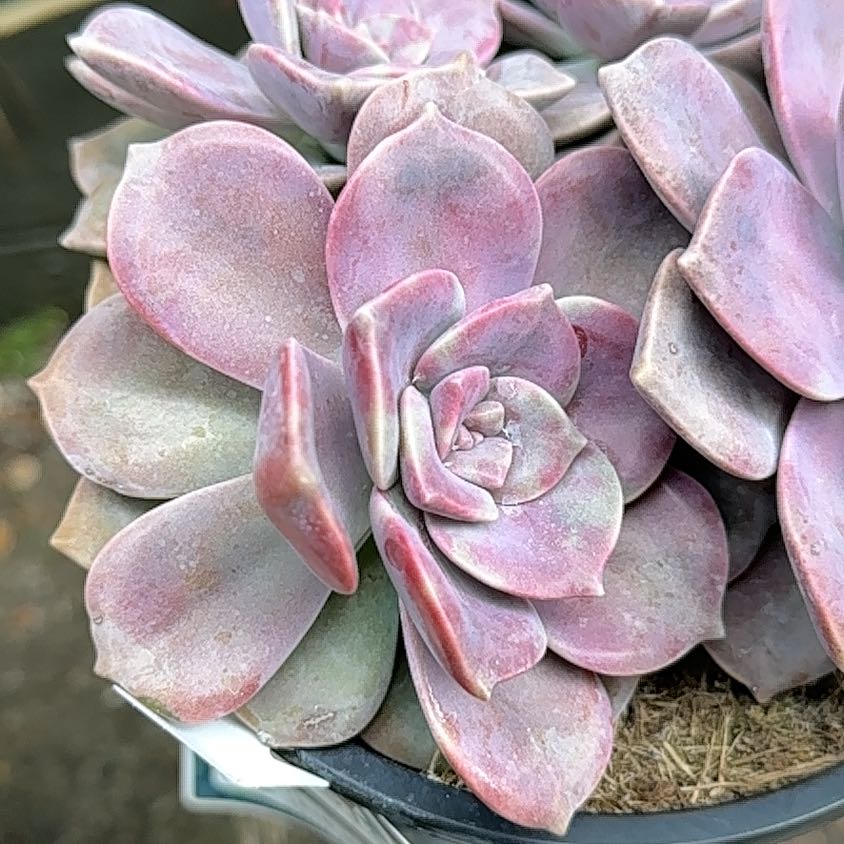 Close-up of a healthy Five Stamen Graptopetalum succulent with pinkish-purple leaves.