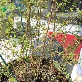 Photo of the plant species Dominican Oregano by @ZarfSnailvine named Demi on Greg, the plant care app