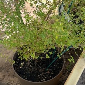 Photo of the plant species Dominican Oregano by @ZarfSnailvine named Captain Plant-it on Greg, the plant care app