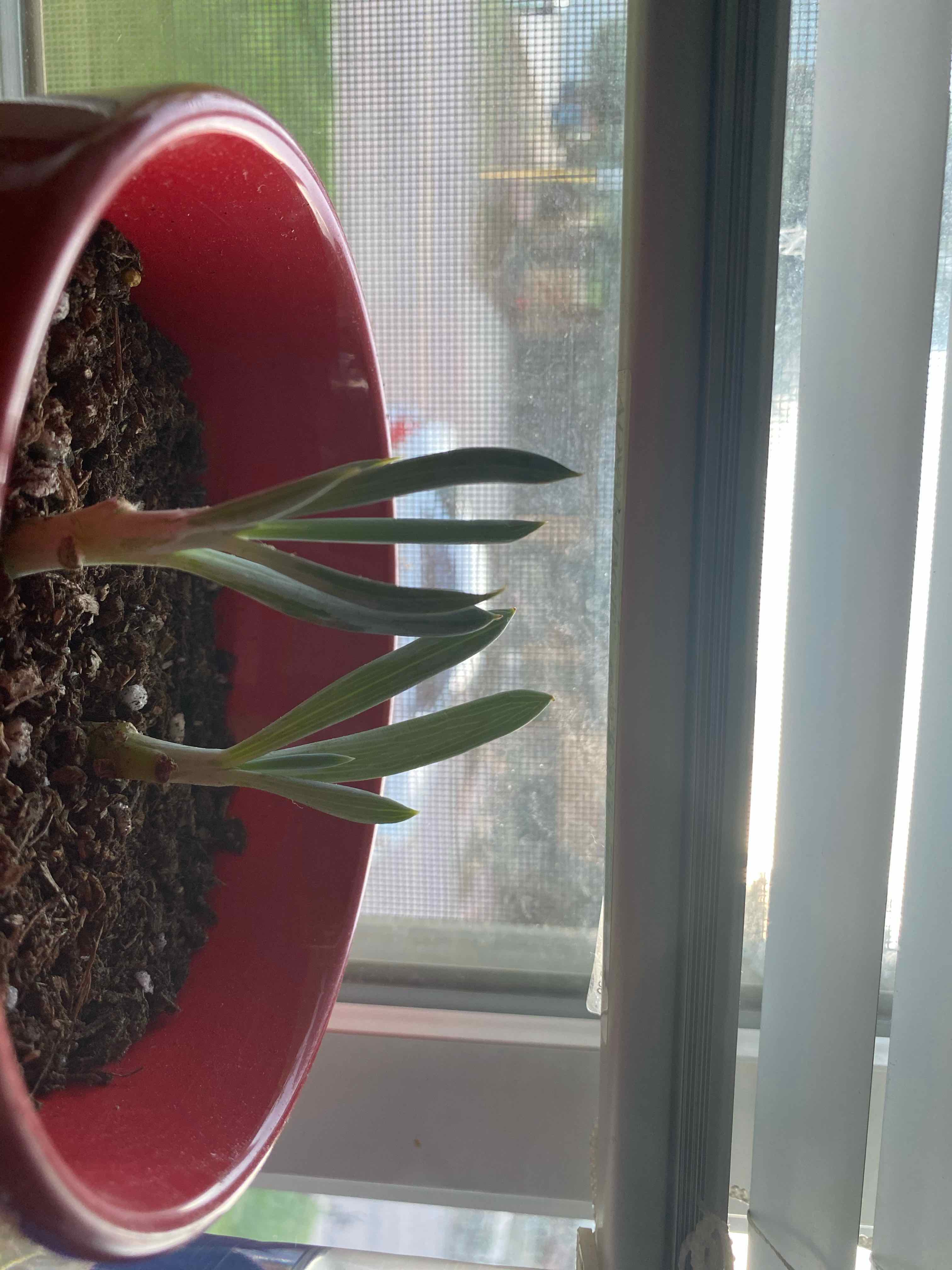 Potted Blue Chalksticks plant with young shoots in a red pot near a window.