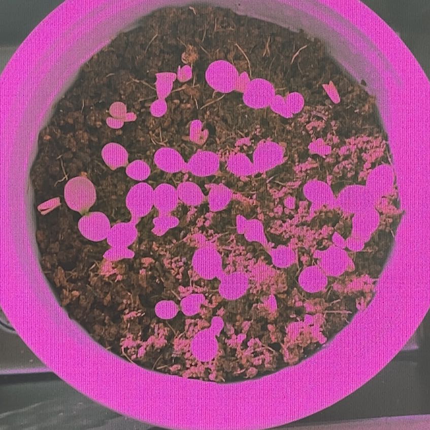 Photo of the plant species Coneflower by @PeachyChisme named Curie on Greg, the plant care app