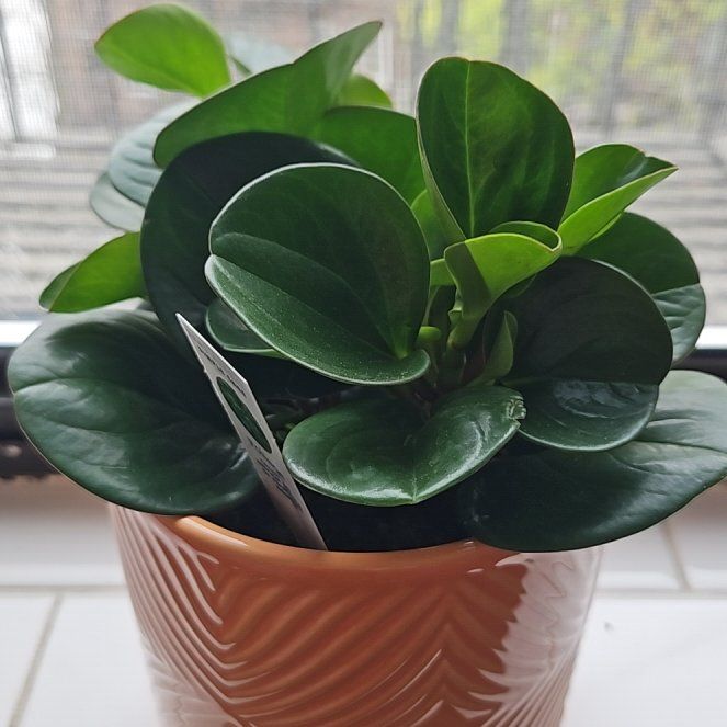 Photo of the plant species Tropical Foliage by @SuavePineapple named Lola on Greg, the plant care app