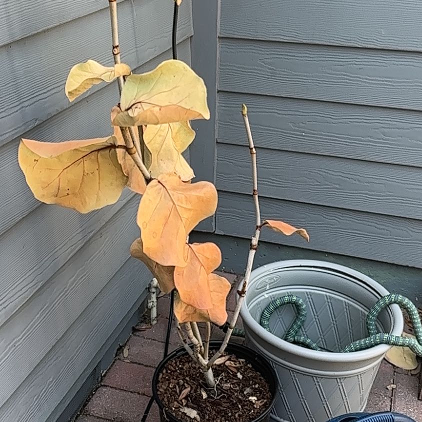 Seagrape plant with yellowing and browning leaves in a pot on a patio.