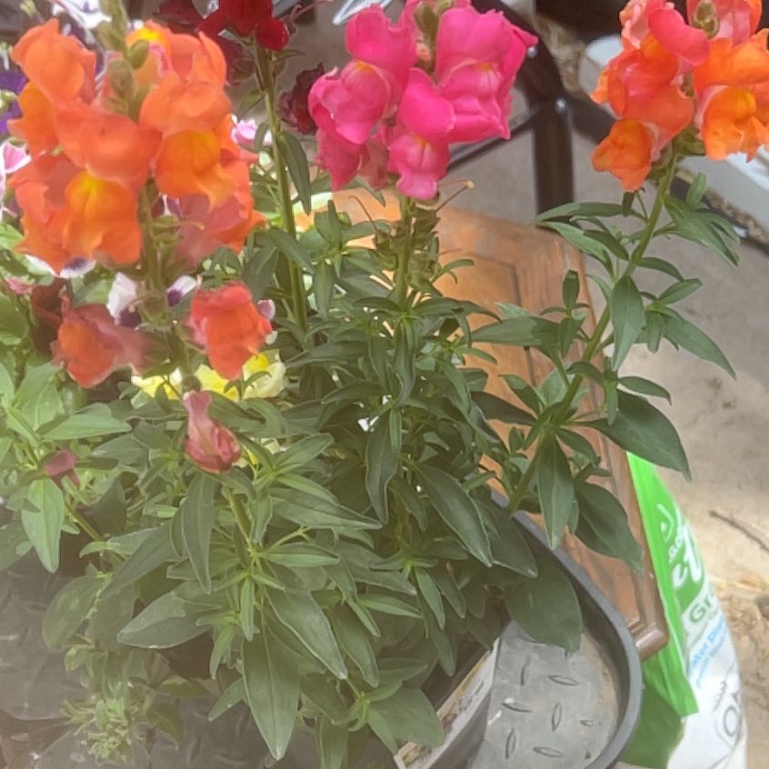 Photo of the plant species Common Snapdragon by @UnbiasedZelkova named McKinley on Greg, the plant care app