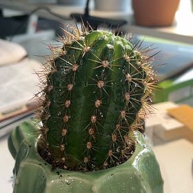 Photo of the plant species Isolatocereus dumortieri by @SnappyCentella named Spike Prickly on Greg, the plant care app