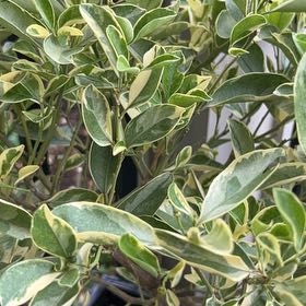 Photo of the plant species Variegated Calamondin Tree by @WarmRedspinach named Delilah on Greg, the plant care app