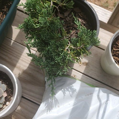 Photo of the plant species Blue Rug Juniper by @RealFalsedaisy named Apollo on Greg, the plant care app