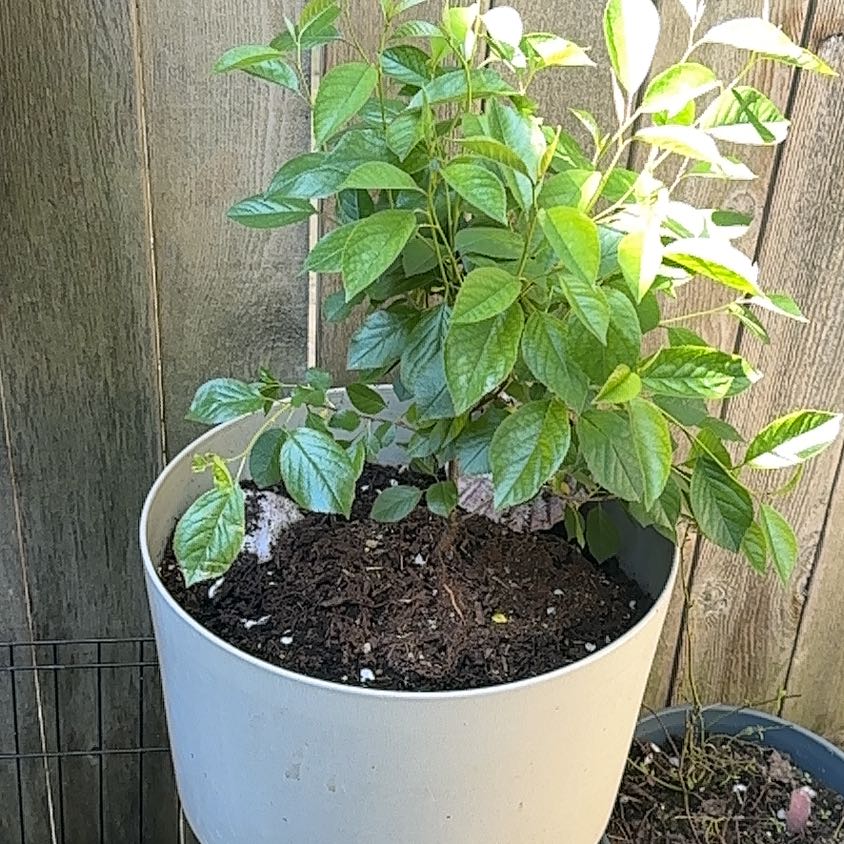 Photo of the plant species Cherry Shrub (Prunus) by @LitheConecatus named Captain Plant-it on Greg, the plant care app