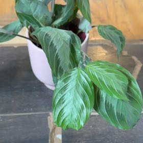 Photo of the plant species calathea by @ChosenKoreanfir named Taylor Swift on Greg, the plant care app