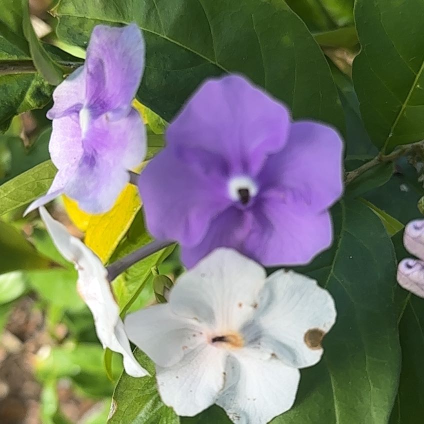 Photo of the plant species Brazil Raintree by @PrizePaperwhite named Einstein on Greg, the plant care app
