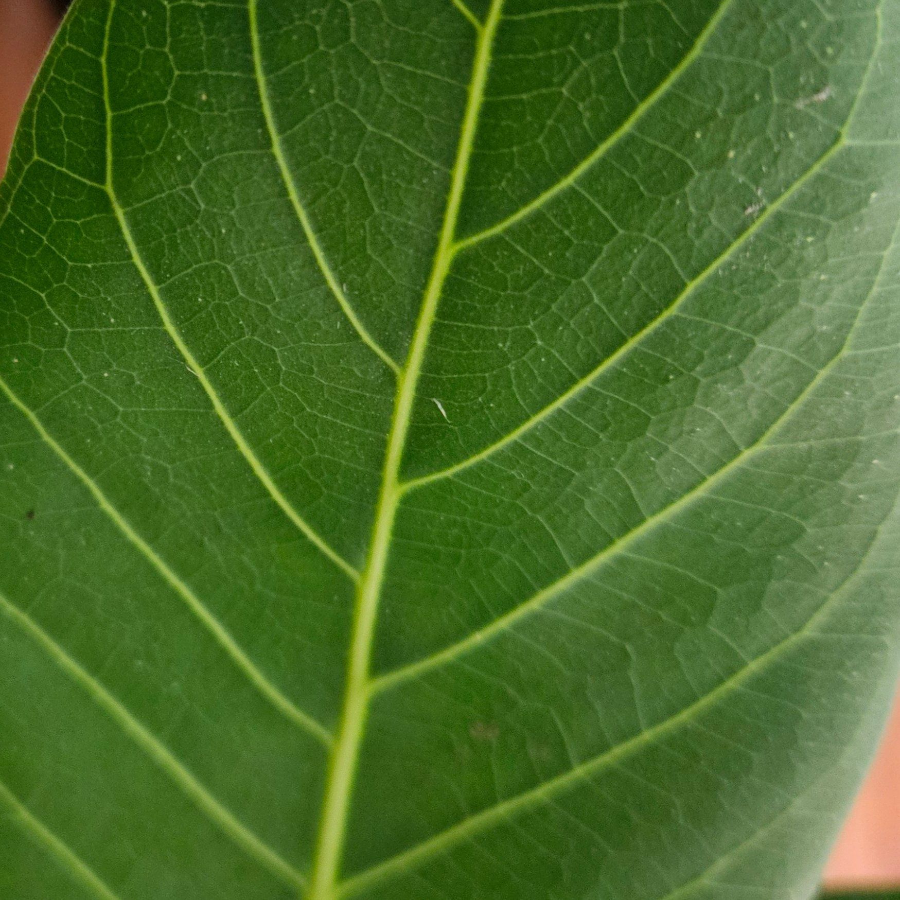 Close-up of a healthy green leaf with prominent veins, likely from a Florida Strangler Fig.