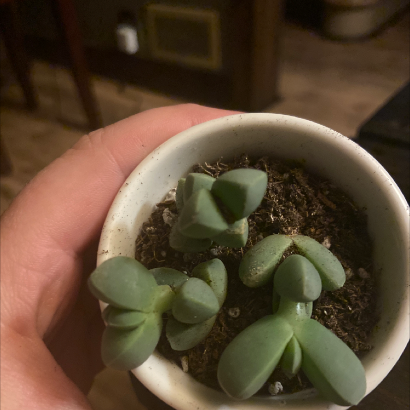 Plant care for African Bonsai on Greg, the plant care app