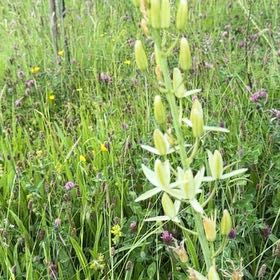 Photo of the plant species St Bernard's Lily by @UnafraidLilac named Miley on Greg, the plant care app