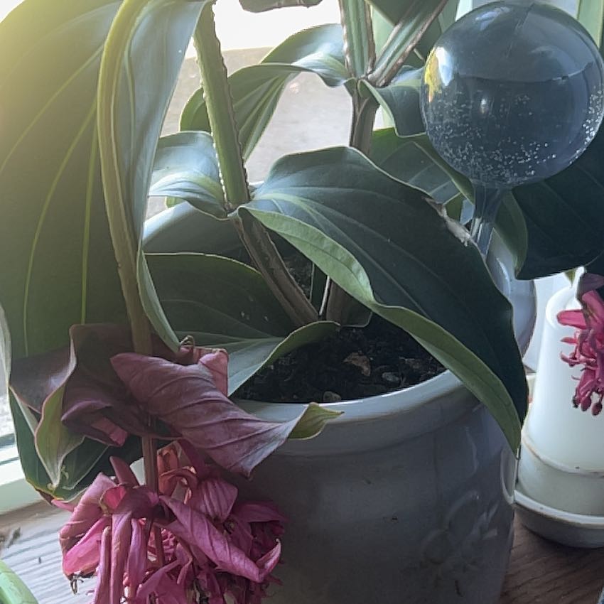 Showy Medinilla plant with drooping pink flowers and dark green leaves in a pot.