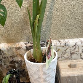 Photo of the plant species Red Bromelaid by @CozyWolfscholla named Sigmund on Greg, the plant care app