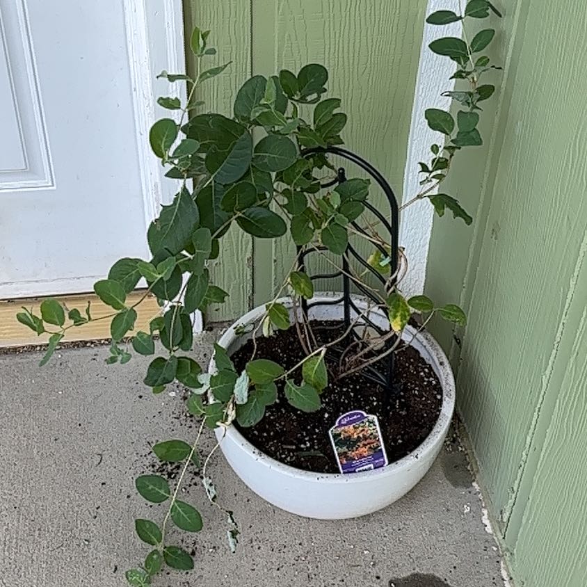 Photo of the plant species Mandarin Honeysuckle by @StarEagleclaw named Terra on Greg, the plant care app