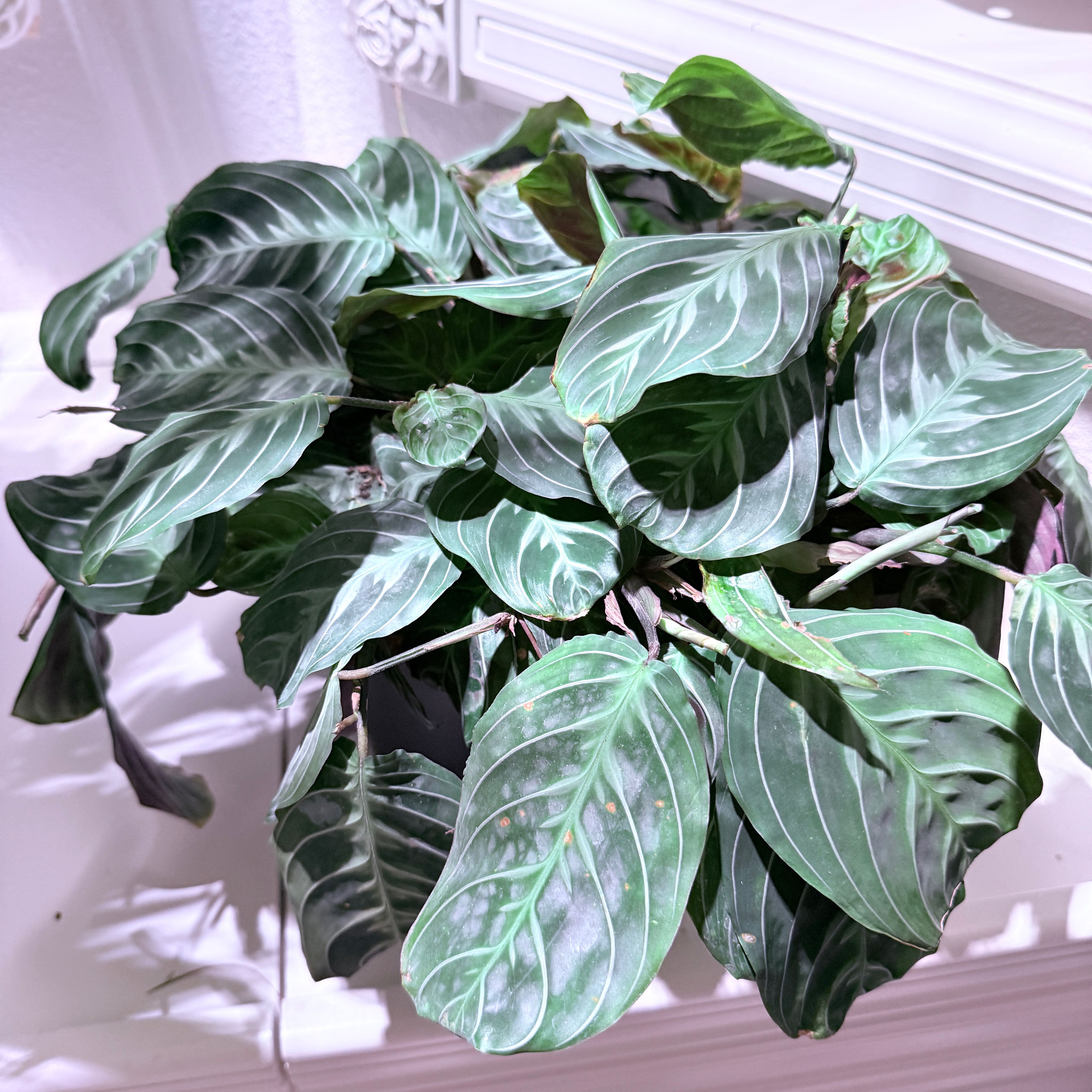 Photo of the plant species Black Prayer Plant by @NovelIrishmoss named Prayer Black on Greg, the plant care app