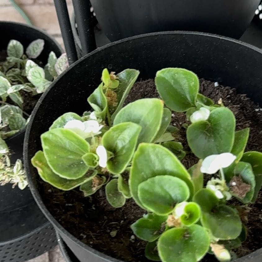 Photo of the plant species Tuberous begonias by @PlayfulHemlock named Keanu Leaves on Greg, the plant care app