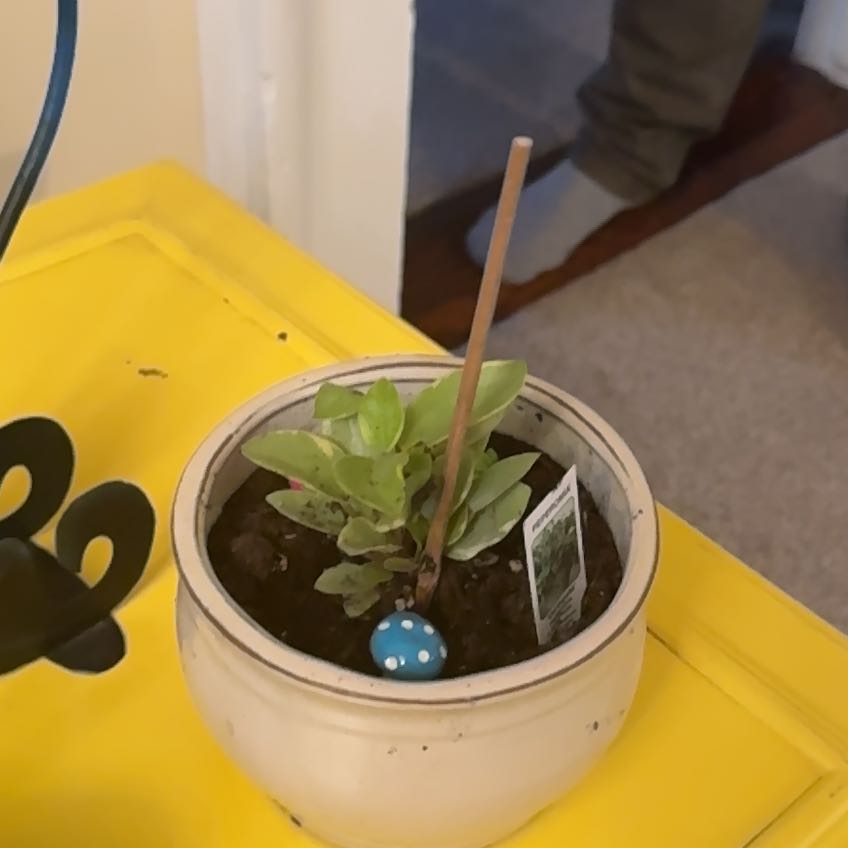Photo of the plant species Peperomia by @SupremeWildyam named Rainier on Greg, the plant care app