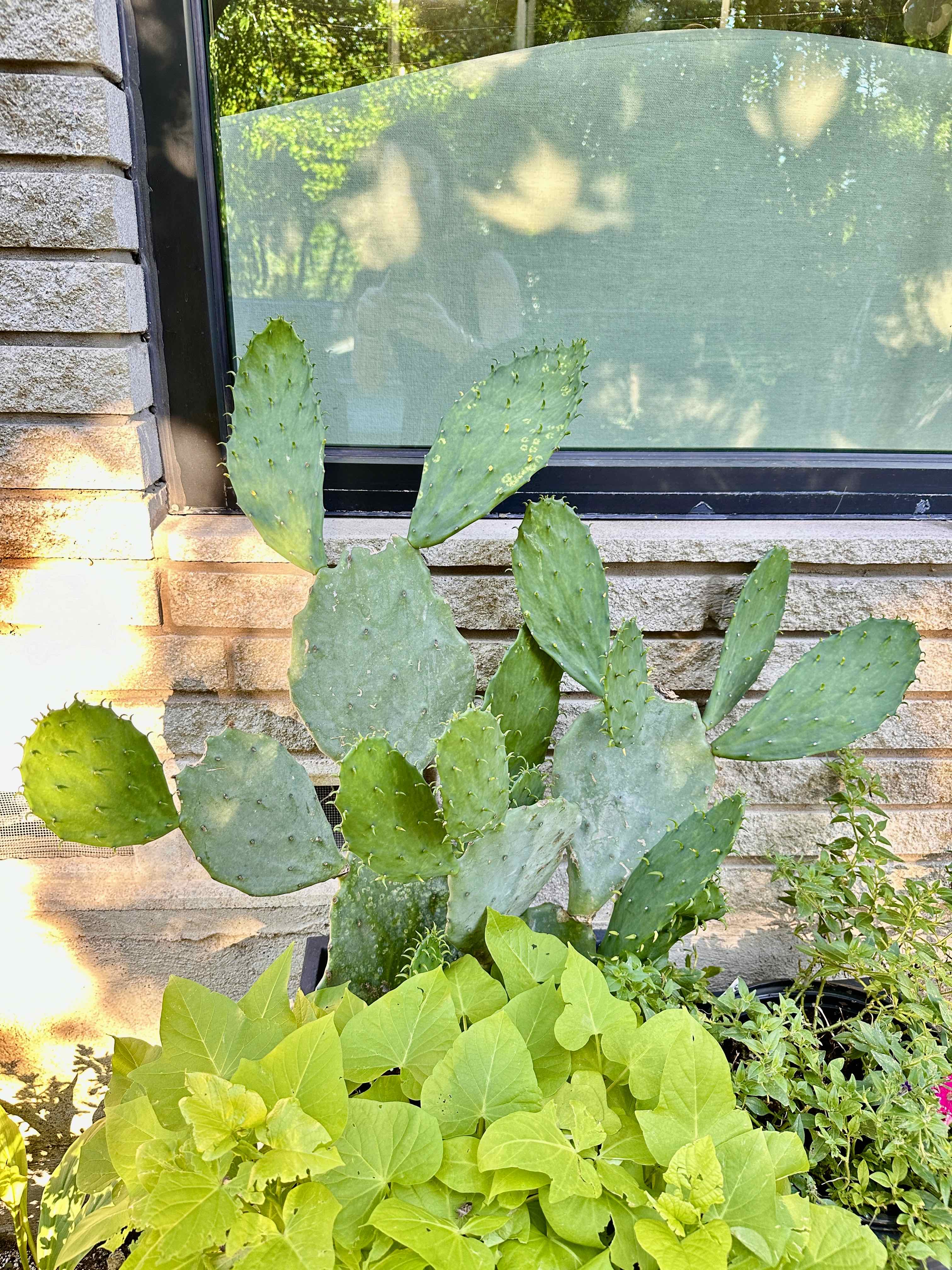 Healthy Erect Prickly Pear cactus with multiple pads, no visible signs of disease.