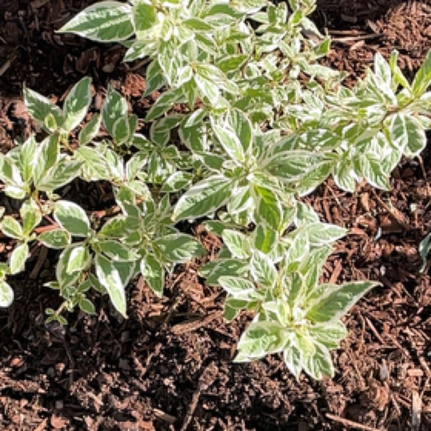 Photo of the plant species Ivory Halo Dogwood by @FunnyCarpetrose named ChloroPhil on Greg, the plant care app