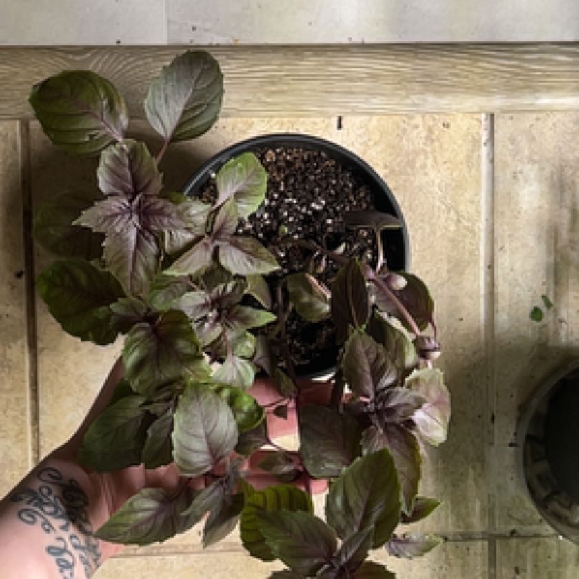 Photo of the plant species Black Opal Basil by @ProperIvygourd named Daphne on Greg, the plant care app
