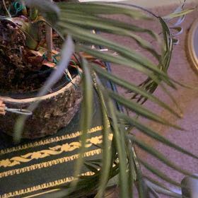 Photo of the plant species Caper Spurge by @WhollyEmoryoak named Mollie on Greg, the plant care app