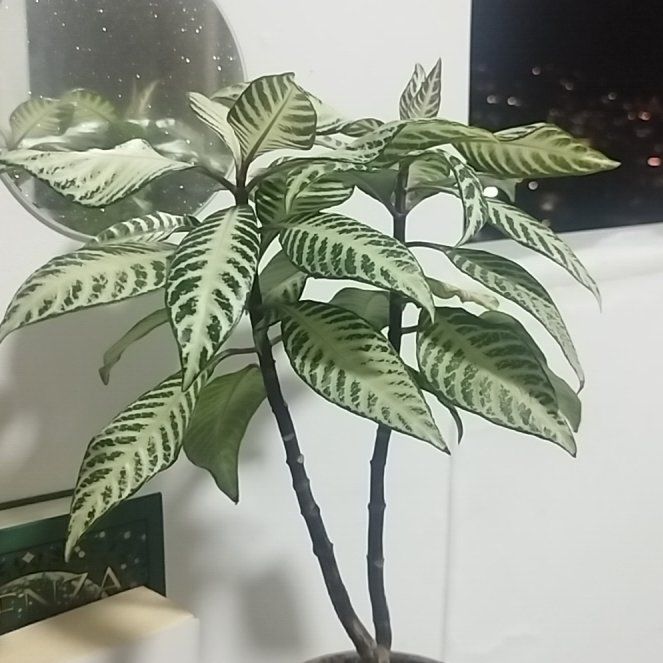 Photo of the plant species Aphelandra 'Snow White' by @SuppleEcheveria named Aria on Greg, the plant care app