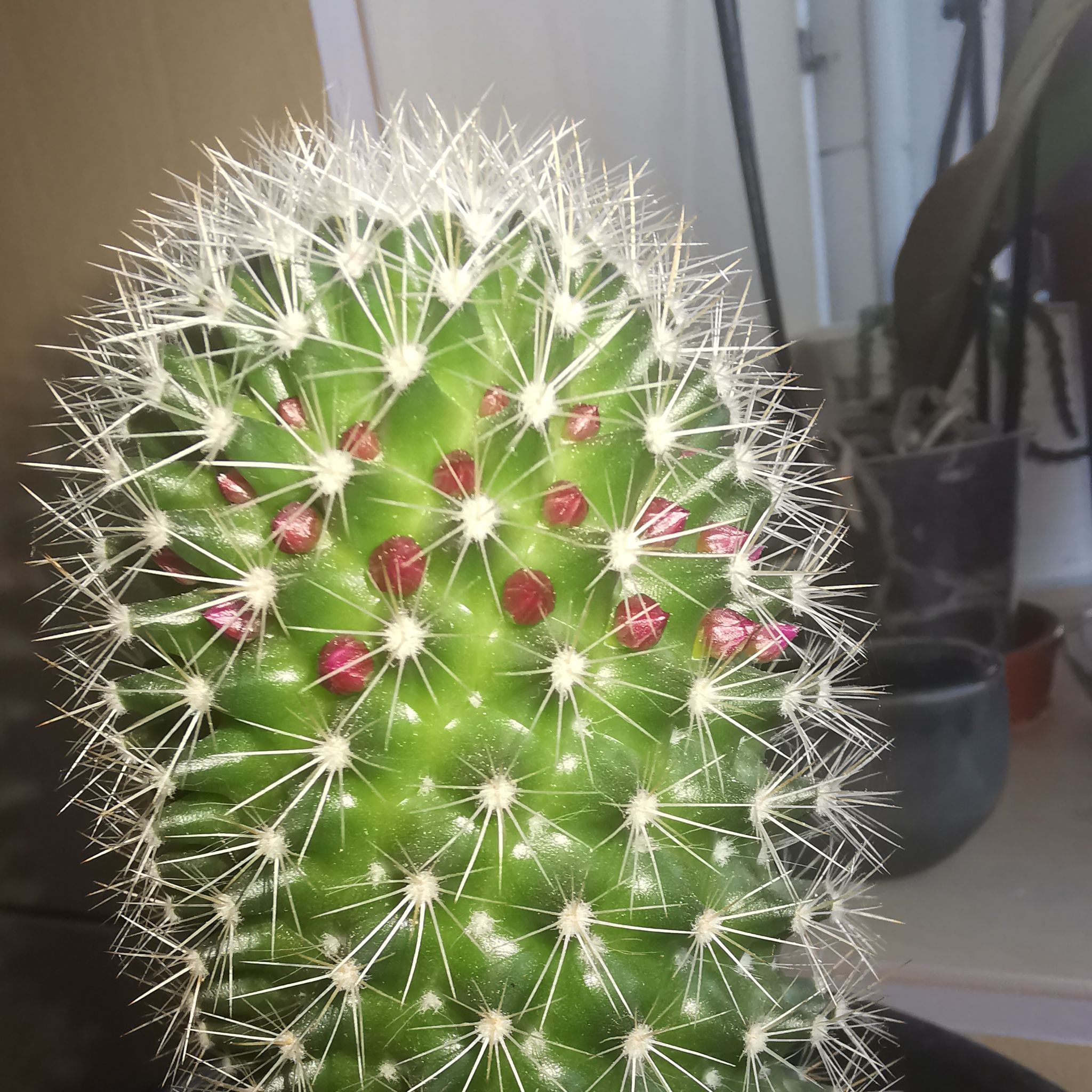 Photo of the plant species Mammillaria backebergiana by @EmpoweredCarrot named Maya on Greg, the plant care app