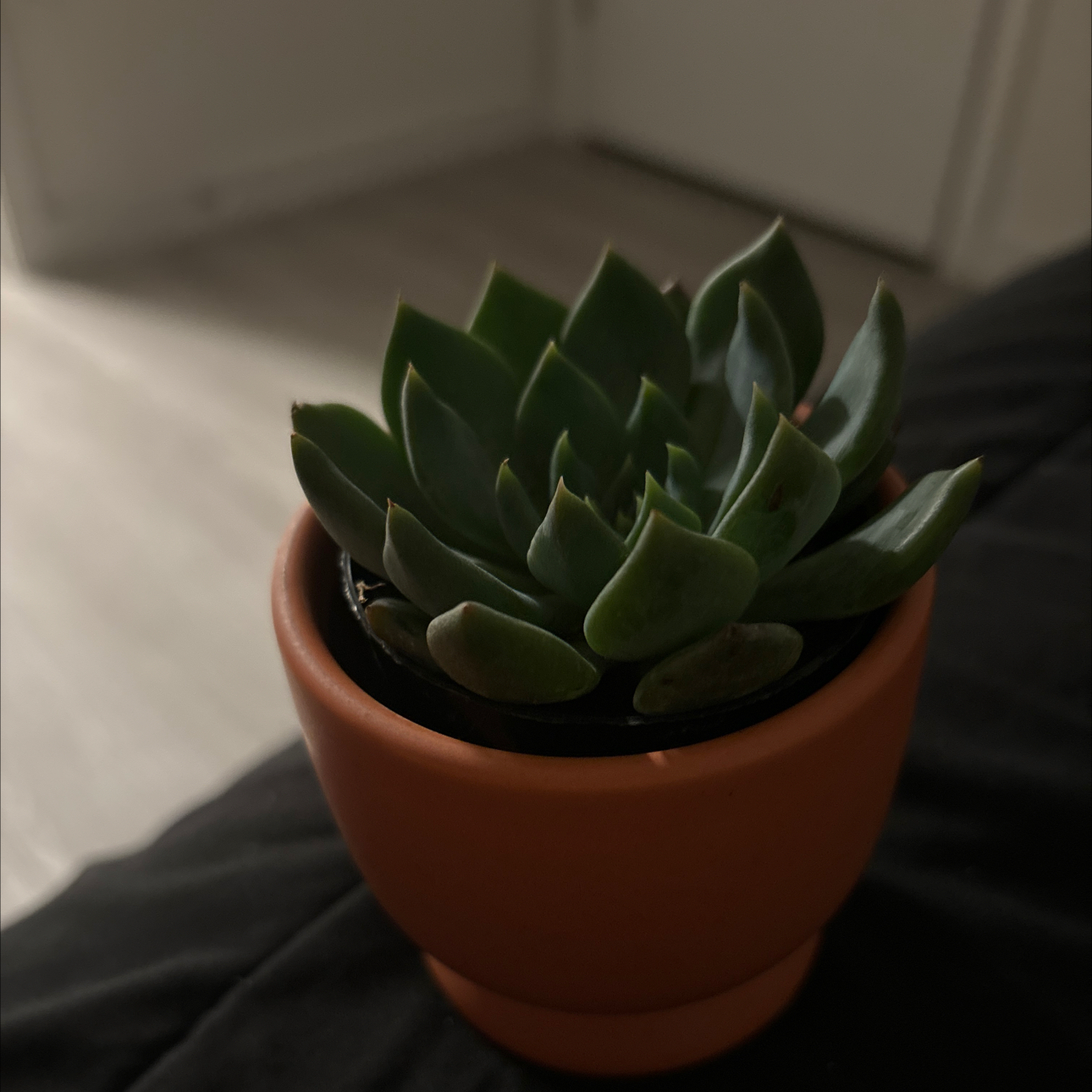 Sedeveria 'Dark Elf' succulent in a terracotta pot, healthy and well-framed.