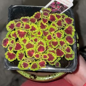 Photo of the plant species Coleus 'Great Falls® Angel' by @BentonBoxholly named Luna on Greg, the plant care app