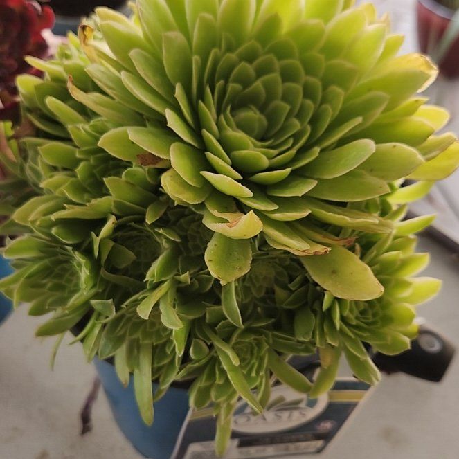 Photo of the plant species Aeonium 'Emerald Ice' by @FriendlyTule named Emerald on Greg, the plant care app