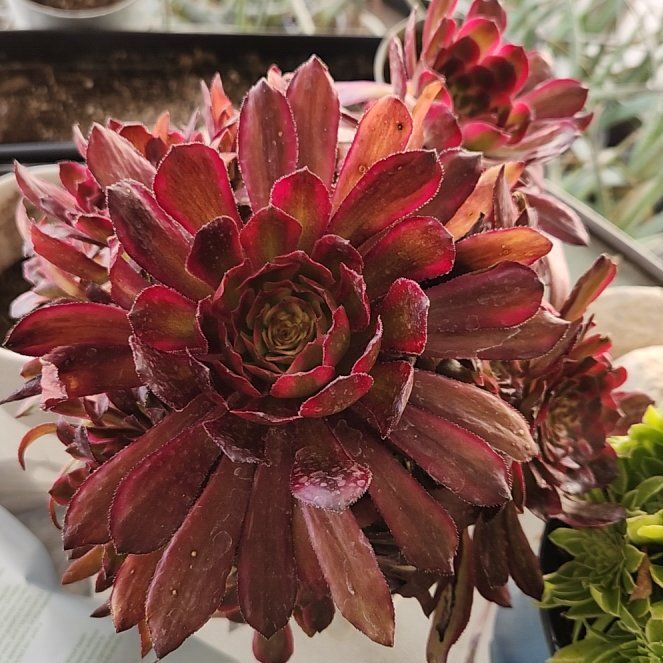 Photo of the plant species Treeleek by @FriendlyTule named Mardi on Greg, the plant care app