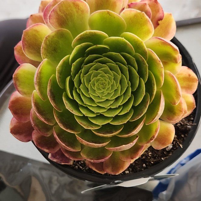 Photo of the plant species Aeonium 'Fiesta' by @FriendlyTule named Bella on Greg, the plant care app