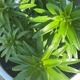 Photo of the plant species Lily by @HipDoubleclaw named Rainier on Greg, the plant care app