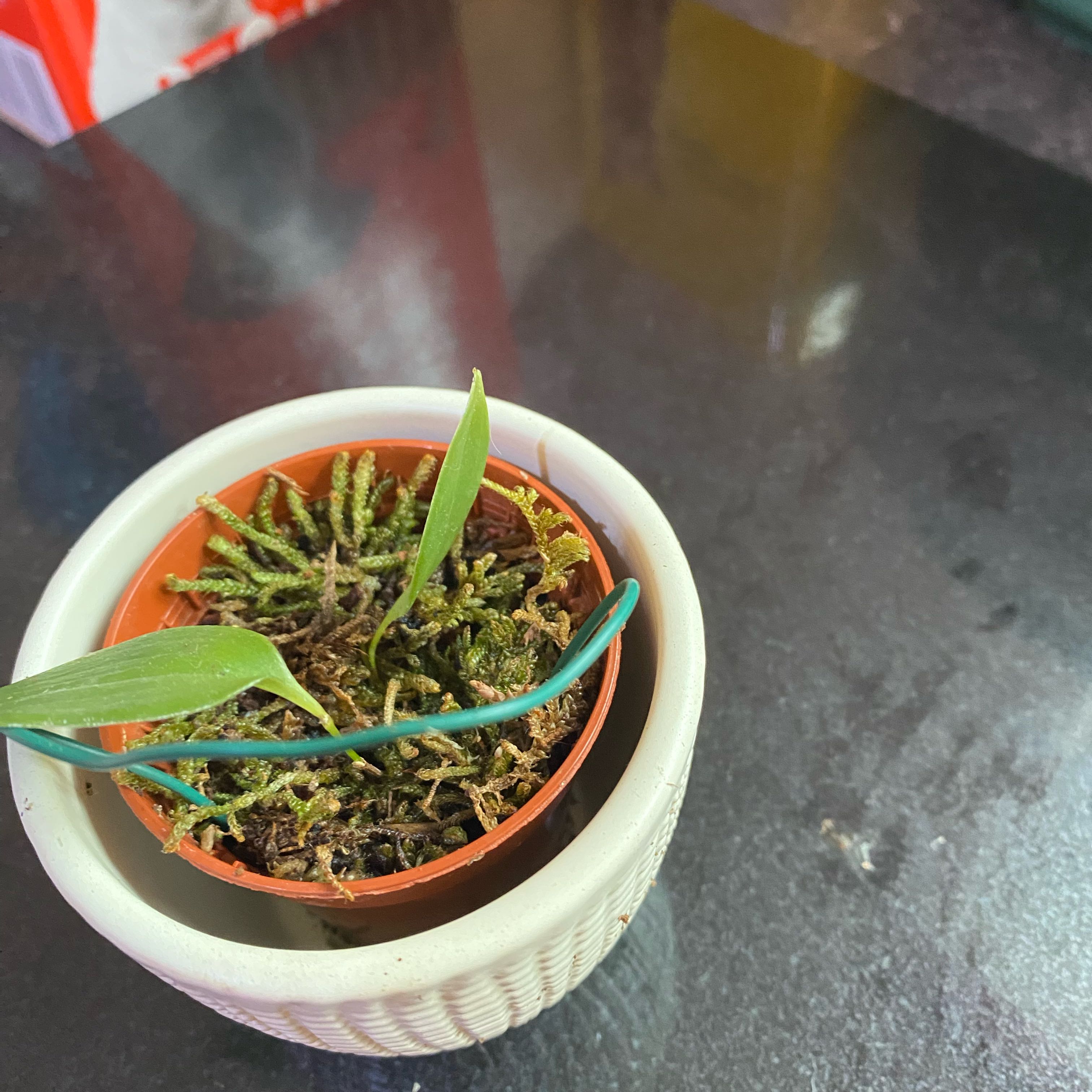 Photo of the plant species Pleurothallis restrepioides by @Forestbather named Sol on Greg, the plant care app