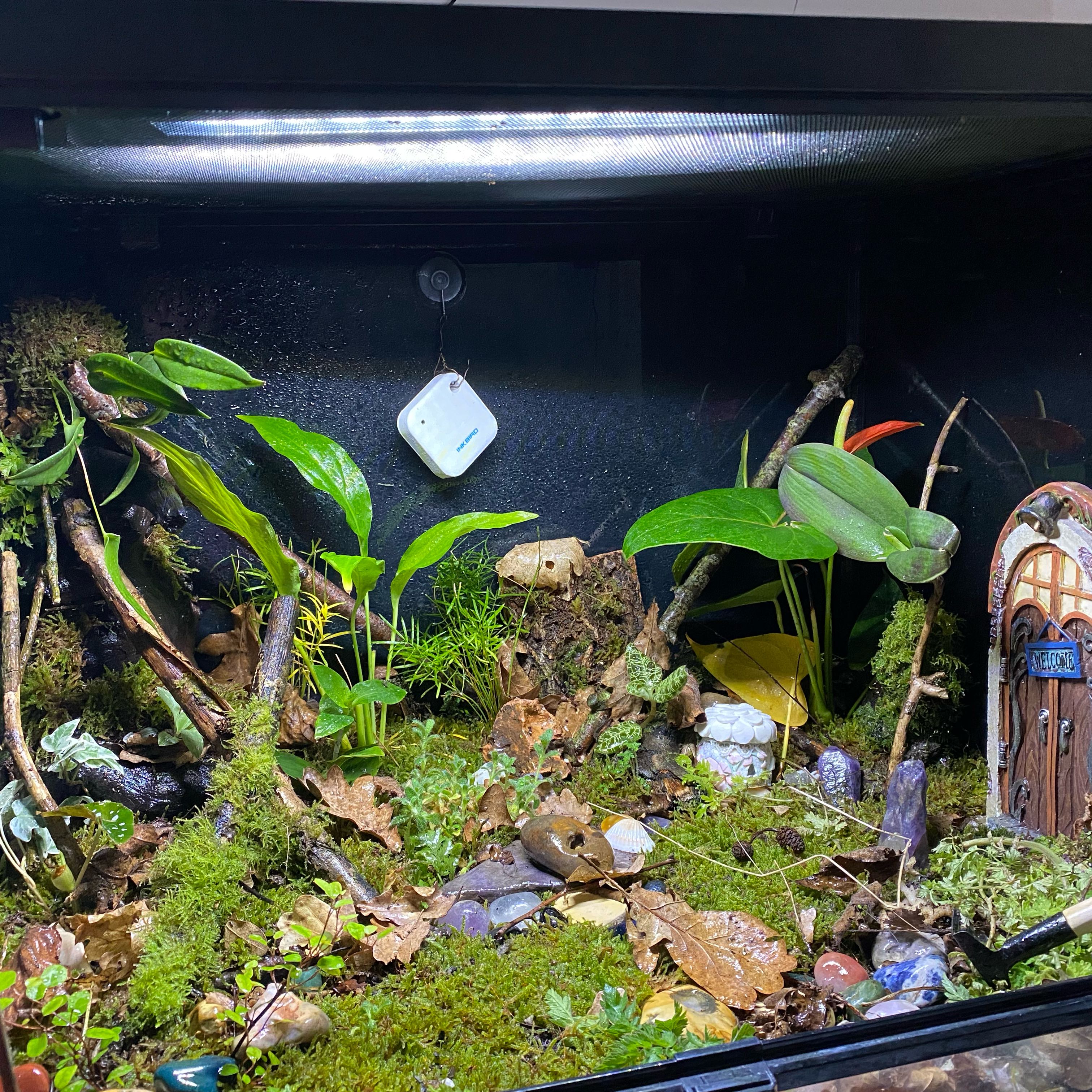 Photo of the plant species Pleurothallis restrepioides by @Forestbather named Viv on Greg, the plant care app