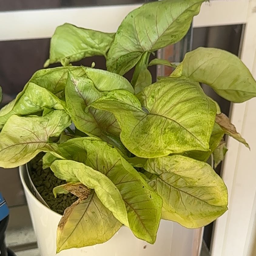 Photo of the plant species Arrowhead Plant by @UnharmedLithop named Mango on Greg, the plant care app
