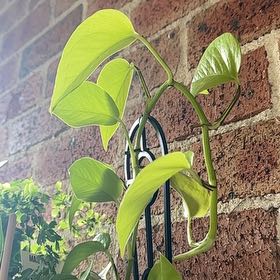 Photo of the plant species Epipremnum aureum 'Goldilocks' by @UnharmedLithop named Goldilocks on Greg, the plant care app