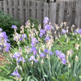 Photo of the plant species Dalmatian Iris by @EnlivenedAgave named Dolores on Greg, the plant care app